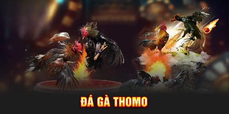 quy dinh duoc ap dung hau het trong cac tran dau hien nay Tham gia đá gà Thomo để nhận về phần thưởng khủng
